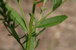 Wing-angle loosestrife